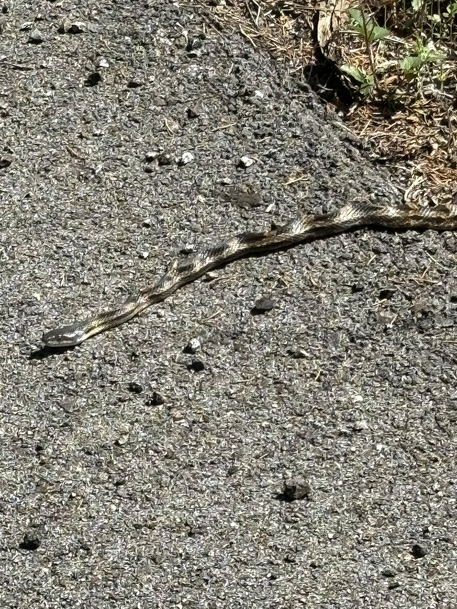 MelindaHoward4's tweet photo. Seen on today’s run:
If I sit real still, she’ll think I’m a stick 🐍
#RatSnake #cutiepie🥰 #NotVenomous https://t.co/5AGGuR63uB