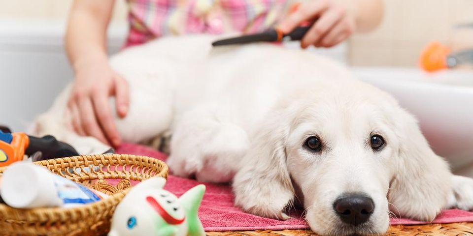 Unveiling the Vital Connection: Understanding the Role of Grooming in Your Dog's Overall Health 
#fidofave #pet #cat #dog 

fidofave.com/blogs/grooming…