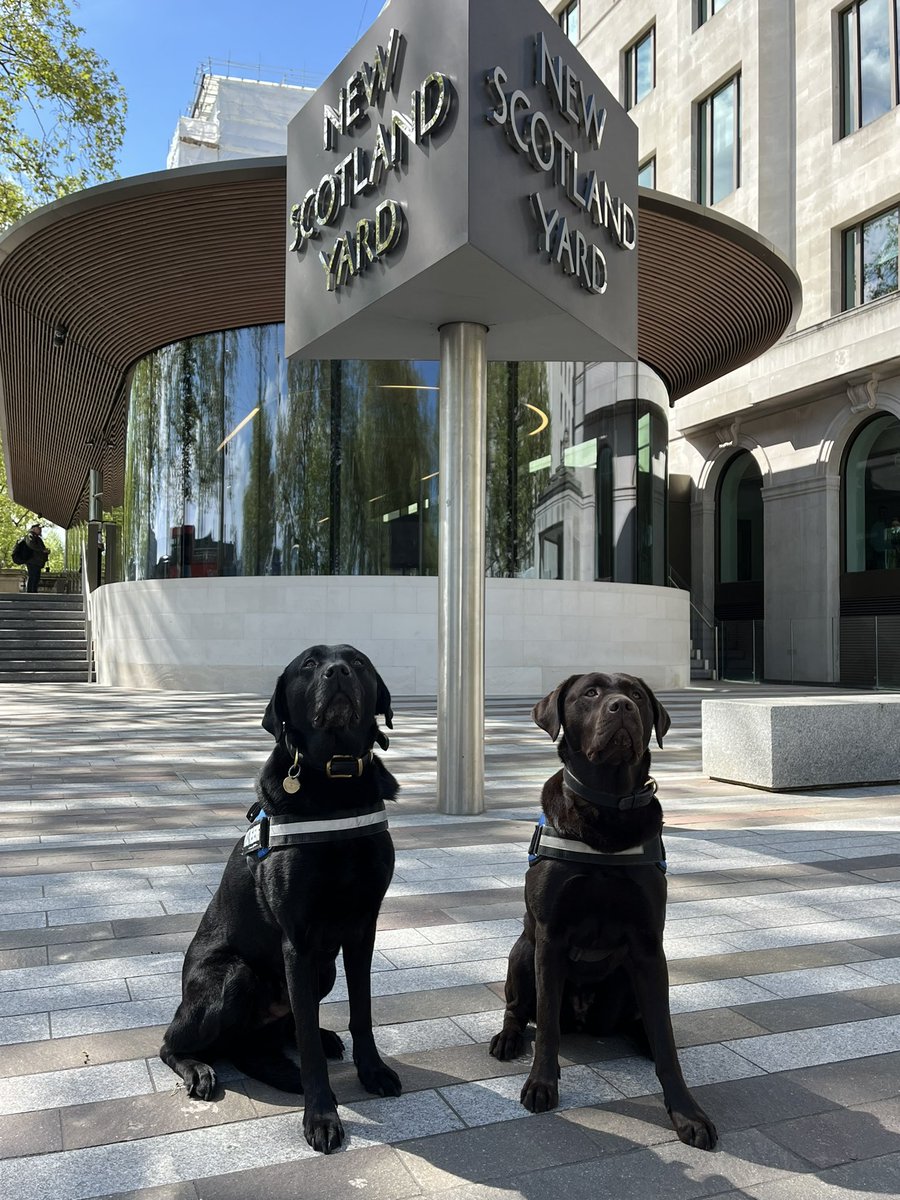 Both PD Mika and PD Dexter were deployed to New Scotland Yard @metpoliceuk yesterday to assist in a bereavement support session . One of our teams tragically lost a friend and colleague very suddenly recently.🥲💙 I am always impressed by how the presence of a trained Police