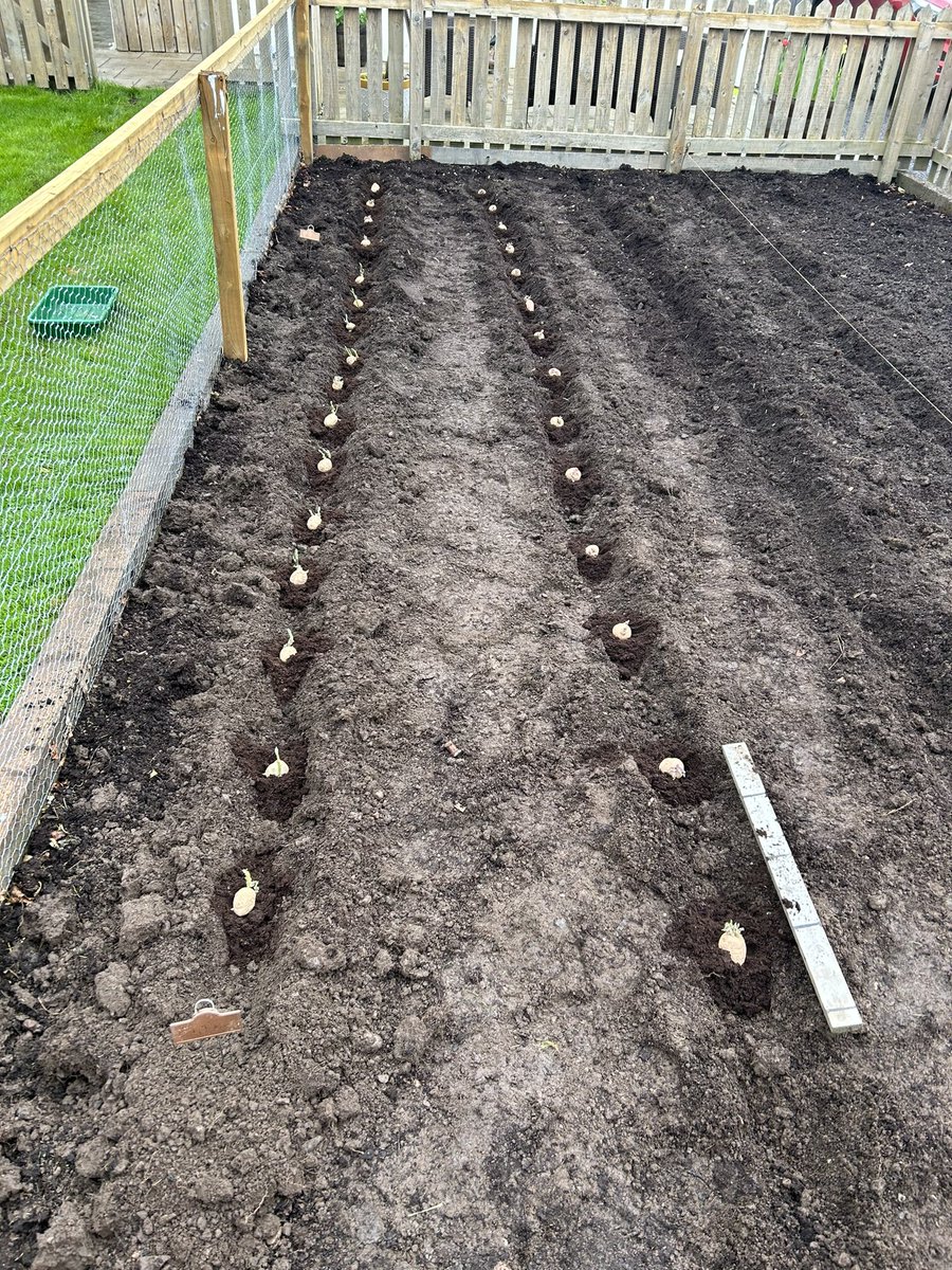 Officially turned into my dad! Tatties in the ground and at the stage of gardening where not only do I enjoy it but I then stand and ponder at it with pride/wonder and make teuchter like sounds that can only be described as a sharp intake of breath with accompanying half nod.