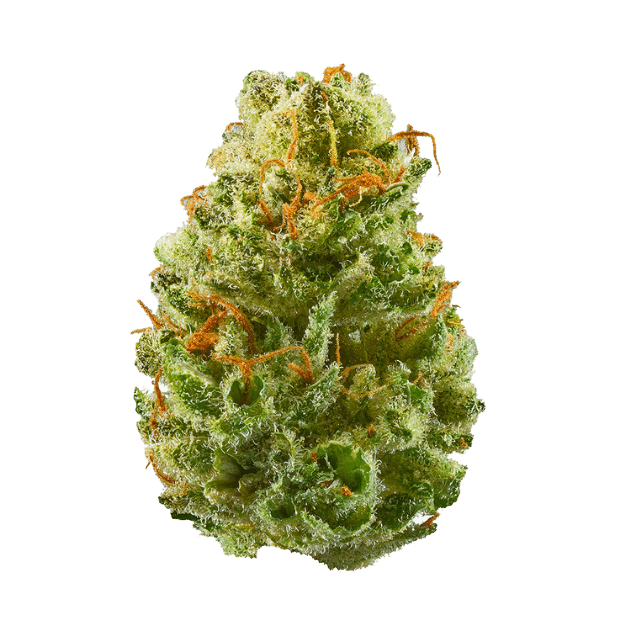 What smells like a bushel of fresh strawberries and can make even the most seasoned veteran's throat tickle? 🍓 🍓 Strawberry Cough: bit.ly/4a8stLD