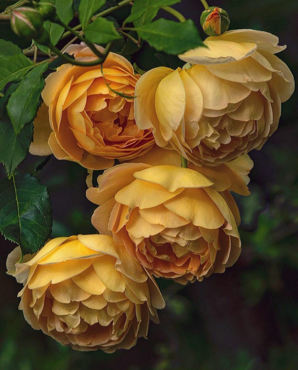 Golden Celebration (Roses) #flowerphotography #roses #RoseWednesday #SundayYellow 

Credit: afewrosesfromme