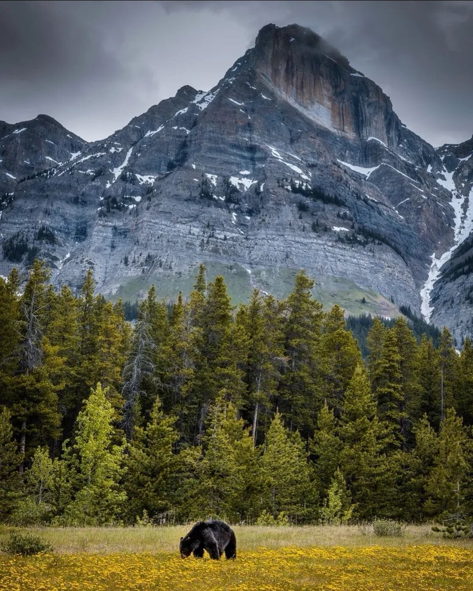 Black Bear, Banff AB