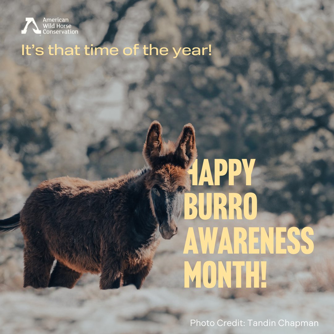 Did you know that burros, or wild donkeys, have a rich history just like their mustang counterparts? It's time to give burros the recognition they deserve by making Burro Awareness Month a nationally recognized event! 🎉 Sign our petition if you agree! loom.ly/9R63TO0