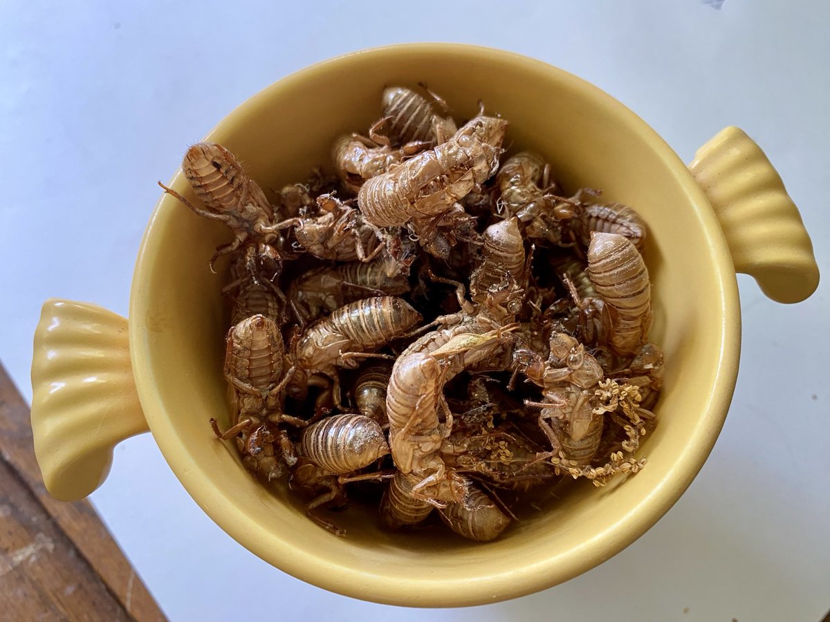 What’s for lunch? A bowl of cicada shells.