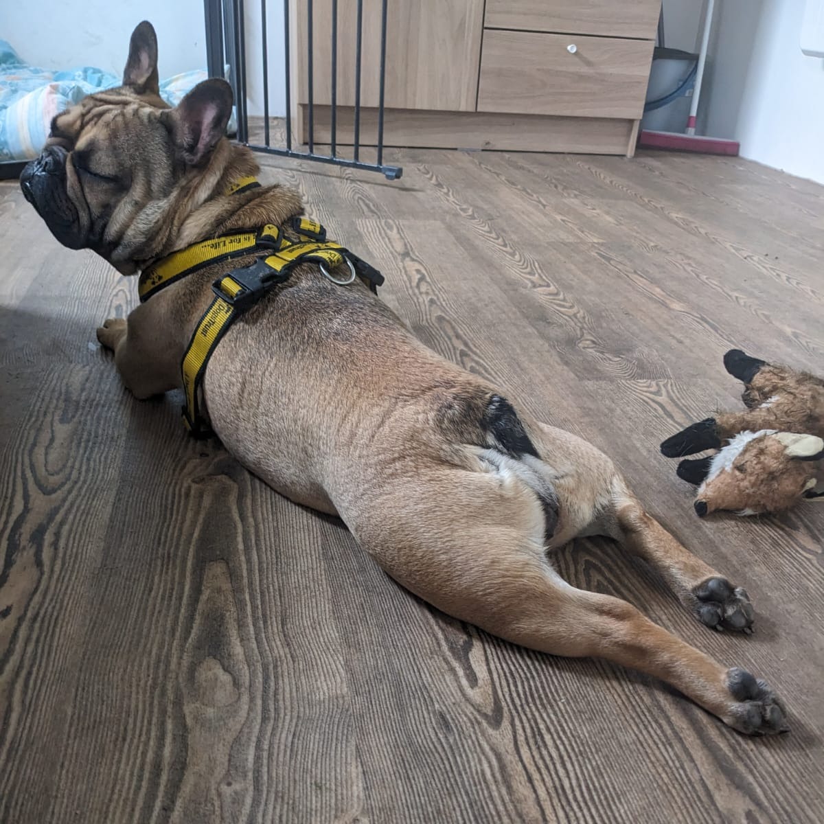 Everyone: Does my bum look big in this? Luna: You're welcome!!! 🍑🤣🙊🙈 Meet her👉 bit.ly/4bj9ka6 #Frenchie #FrenchBulldog #DoesMyBumLookBigInThis #Sploot #Froglegging #RescueDog #AdoptDontShop #Vibe #Leeds @DogsTrust