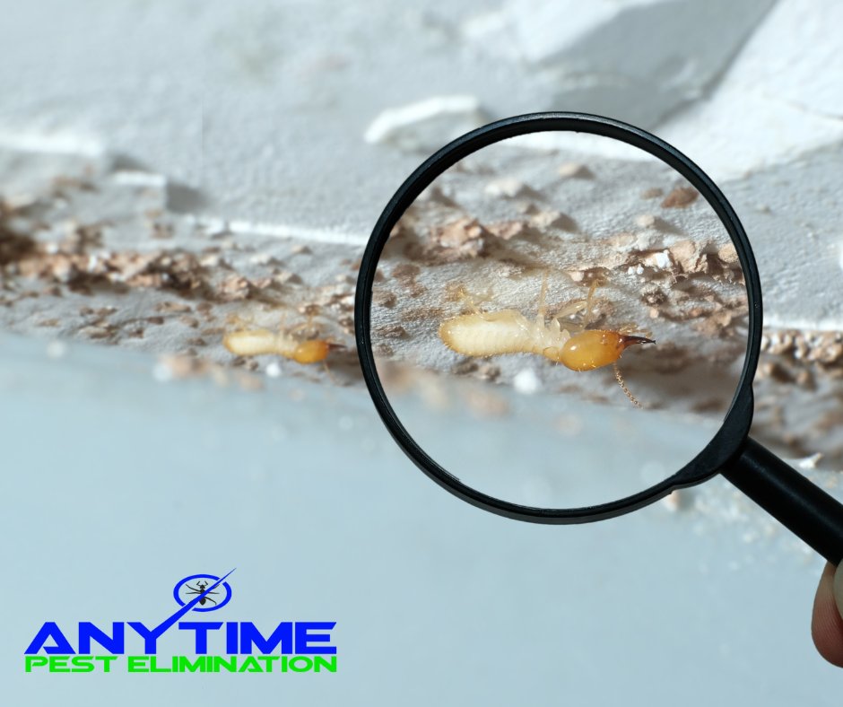Call Anytime Pest Elimination when you're having a termite issue! We'll come out and remove them all for you! 

#AnytimePestElimination #PestControl #TermiteControl #Exterminator #BedBugTreatment #MosquitoControl #RodentControl #PestControlProducts