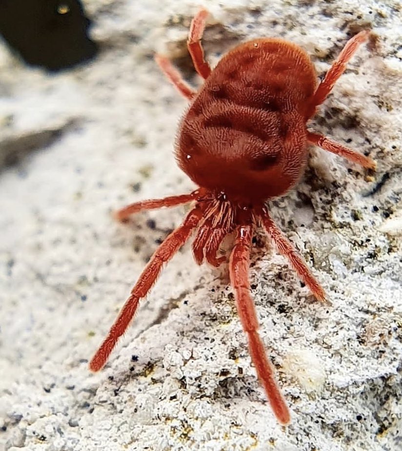 Hola bichodatera, es un ácaro de terciopelo, alguna especie del género Trombidium. A veces se les ve en grupos grandes caminando por ahí. Son inofensivos para las personas. 📸: Piero Giorgio di Pompeo (Instagram).