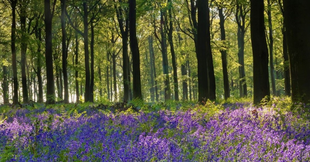 What's on in May 🌷 🐶 The Great British Dog Walk 🏃The Raby Races with Teesdale Athletics 🌸 Spring Wreath Workshop 🧘 Morning Meditation and Sound Bath Experience 🏰 Women of Raby Tour Find out more and book tickets here raby.co.uk/whats-on/ 📸 David Forster