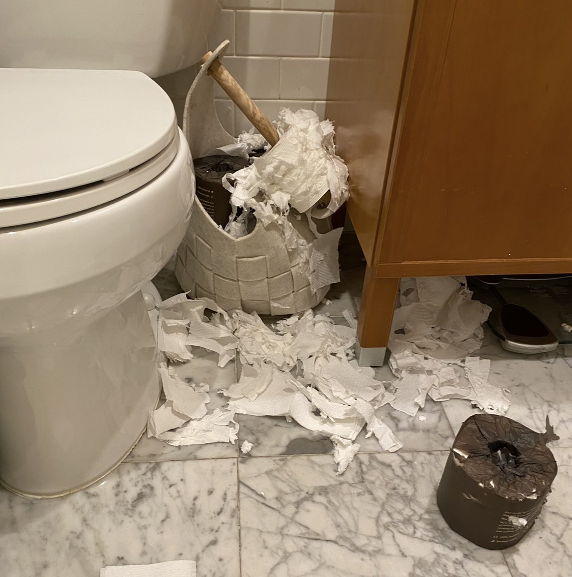 My cats and I doing our best to be accommodating to our house guests. Would you like your toilet paper regular or shredded?