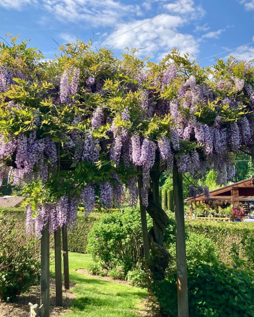 Tanglebank Gardens is a garden lovers dream destination located in Abbotsford. Tour their beautiful display gardens, browse the nursery and garden shop, then relax with brunch at Brambles Bistro 🌼🌿☕️

#escapetoTanglebank #exploreAbbotsford #thefraservalley #exploreBC #GardensBC