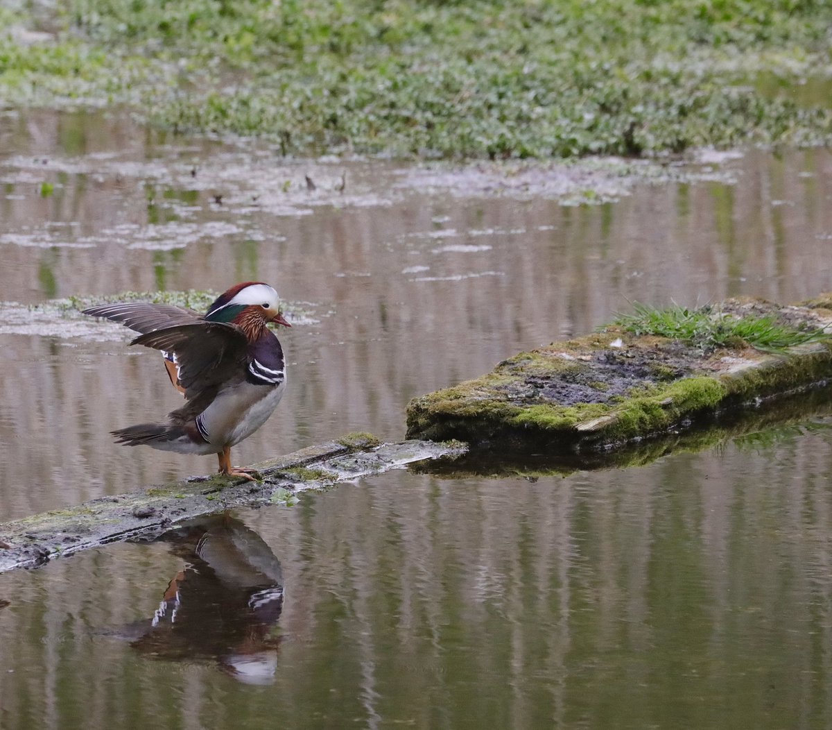 My first mandarins this year 😊 at Lemsford Springs this afternoon. @Hertsbirds @HMWTBadger @Natures_Voice @RSPBEngland