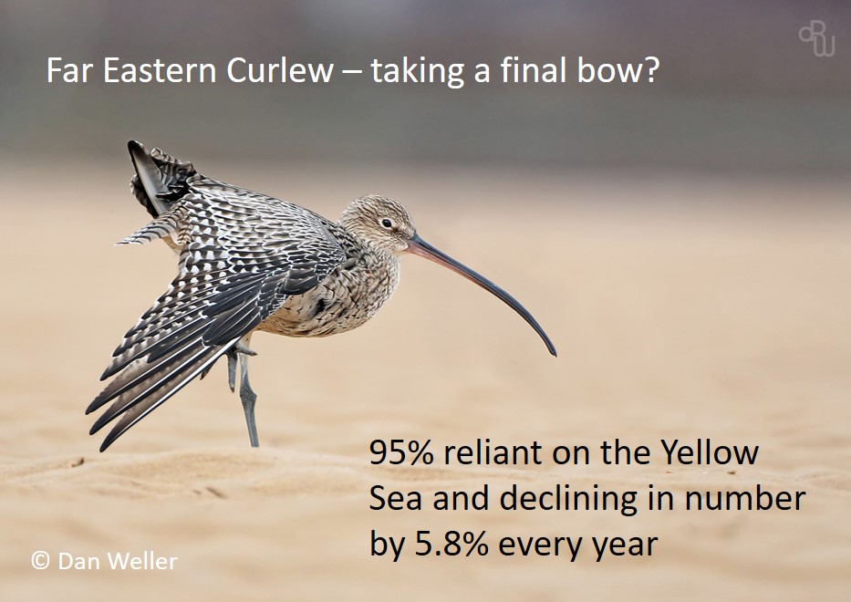 The Yellow Sea - refuelling station for vast numbers of #shorebirds #waders. Blog about paper that highlighted the urgent need for conservation action (1 May 2017 🎂7⃣): wadertales.wordpress.com/2017/05/01/wad… Subsequent initiatives have created refuges in 🇨🇳🇰🇷🇰🇵 #ornithology