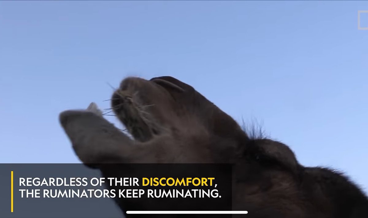 achei uma frase motivacional muito potente nesse vídeo de camelos comendo cactos