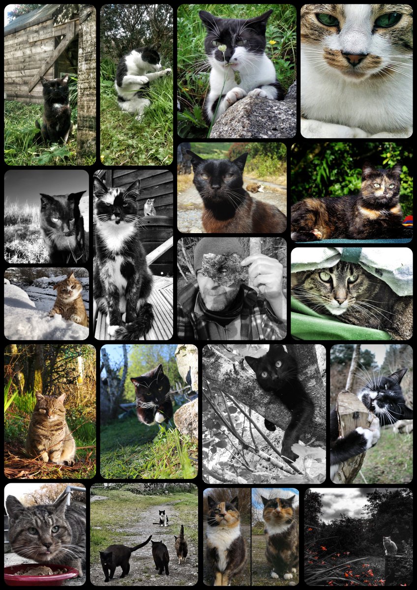 tribeofma.carrd.co 🐾 #TNR #feralcats #rescuecats #straycats #AdoptDontShop #cats #fundraising ❤️🐾🤞🙀🐰🐭😽🖖
