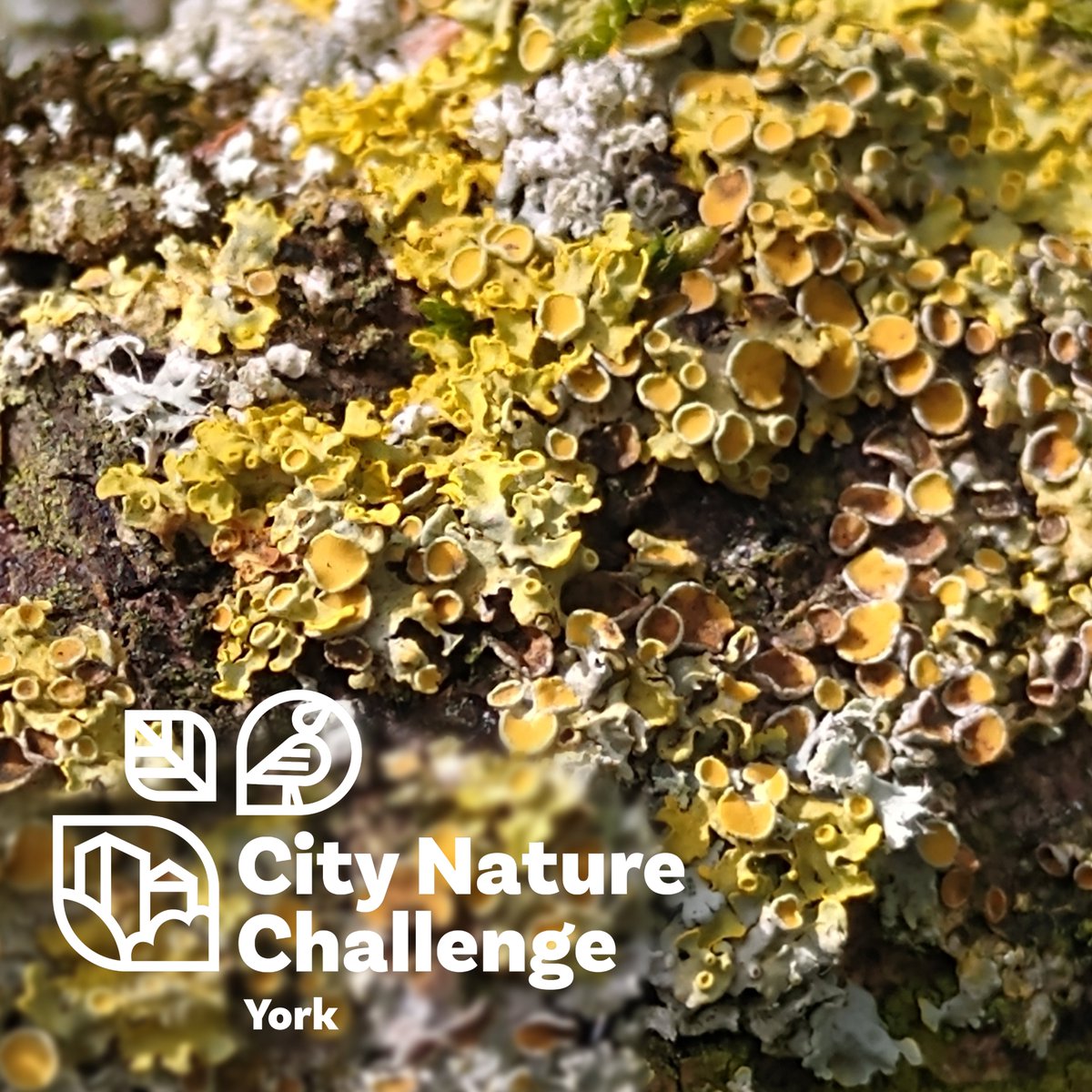 Golden Shield Lichen – something you see all the time but never notice. 
If you’re any good at identifying more obscure organisms like lichens, please head over to the York #CityNatureChallenge iNaturalist project and help us identify them!