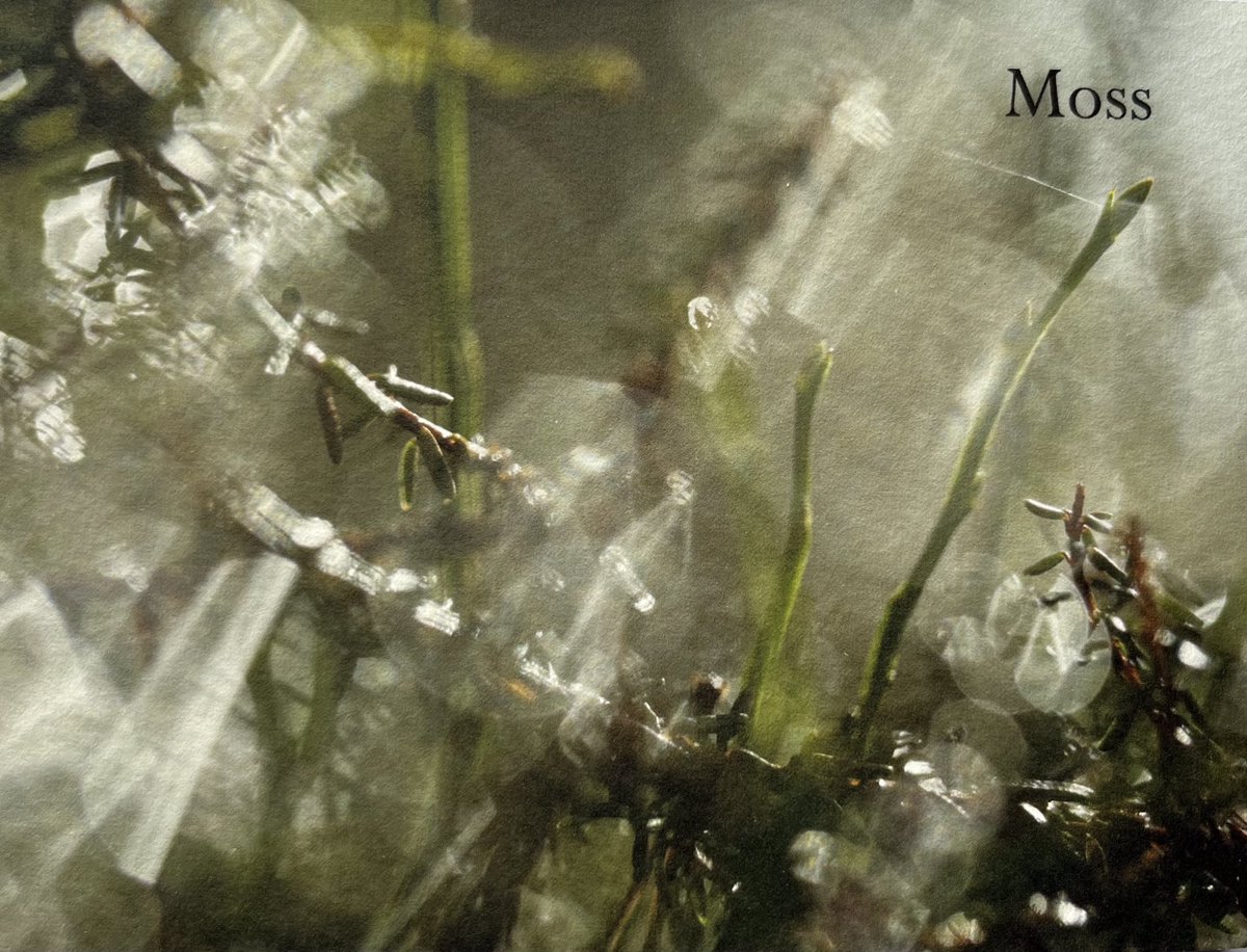 For tomorrow’s letter from the moss there is a prose poem prompted by April’s slow greening, a handmade book and a gallery of viridity, a word that popped up unexpectedly but turns out to be a good fit. If you’re following why not subscribe to make sure you see FLOW each week?