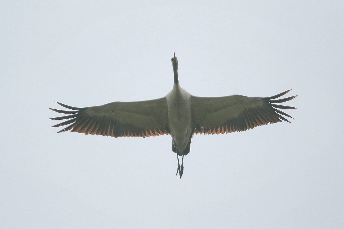 Following a good morning of Breeding Bird Surveys down near The Wash, I popped into @RSPBFrampton for a couple of hours. As always, an enjoyable visit with plenty of rares and breeding birds on show. Two Common Crane flying low overhead were probably the highlight, though!