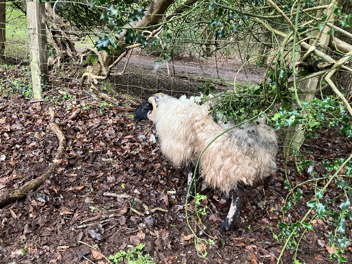 Nearly 2 hrs it took with secateurs, bolt cutters and scissors to patiently remove the thick barbed wire which was wrapped around and embedded in her, together with the holly. Hill sheep have a tough life 😕