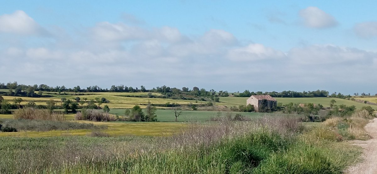 Aquest matí hem segarrejat pels voltants de Bellveí, seguint una part del traçat que havia de seguir el ferrocarril Cervera - Ponts, projectat el 1885 i abandonat 6 anys després. #segarrejant #lasegarra #segarra #bellveí @ccsegarra @AJTorrefeta @SomSegarra @aralleida