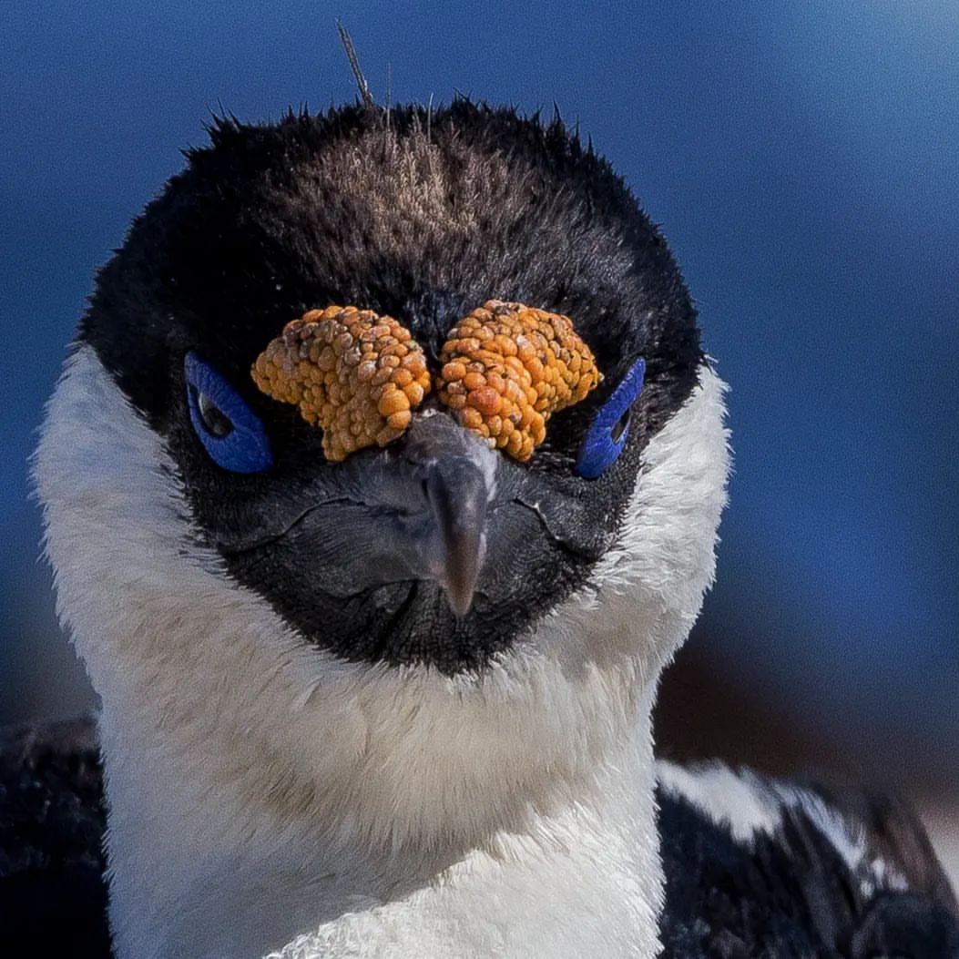 Antarctic Cormorant - Cormorán Antártico, 𝘓𝘦𝘶𝘤𝘰𝘤𝘢𝘳𝘣𝘰 𝘣𝘳𝘢𝘯𝘴𝘧𝘪𝘦𝘭𝘥𝘦𝘯𝘴𝘪𝘴, Jougla Point, Wiencke Island, Antarctica - Antártica. © Rodrigo Tapia - @rodrigotapiawildlifephoto