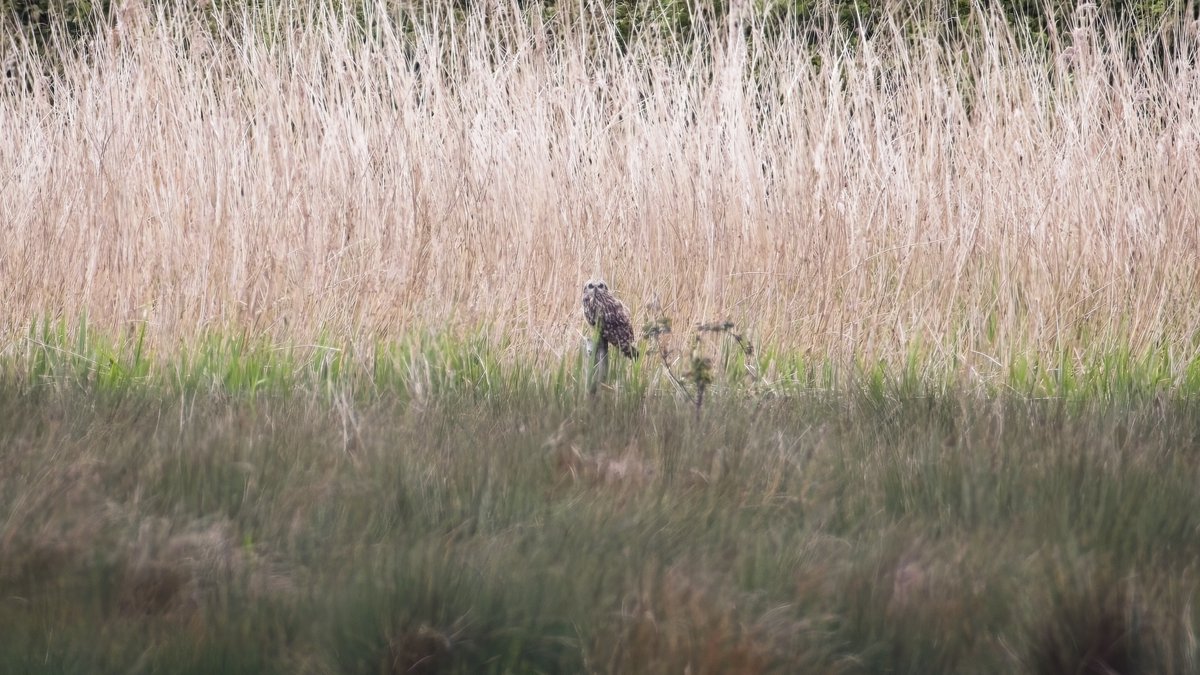 A long way off and through a heat haze but unmistakeably a Short-eared Owl from the Kingfisher Hide at @WWTSlimbridge this afternoon. Was sat there for at least 2 hours, saw it cough up a pellet. @slimbridge_wild #GlosBirds