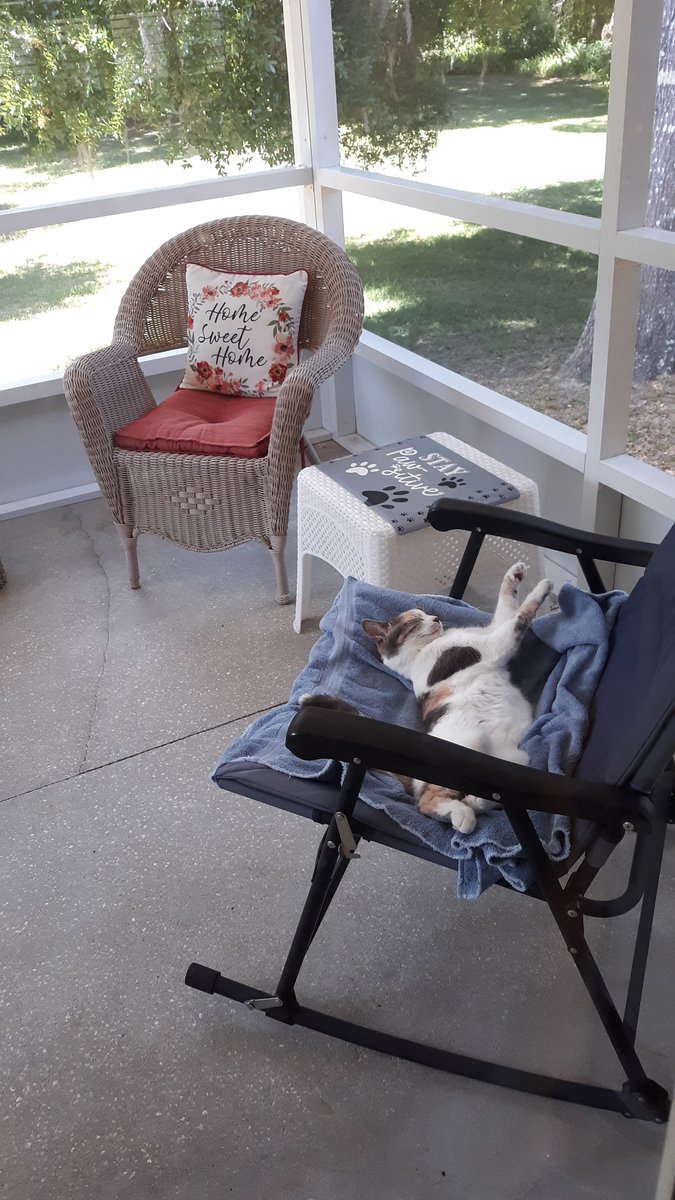 Happy #wednesdaythought furpals😻🐾💕 Now I know why catdad likes this chair. It's mine now😹 do U have a favorite chair? Enjoy the day, stay safe😽 #CatsOfTwitter #catsarefamily #hedgewatch