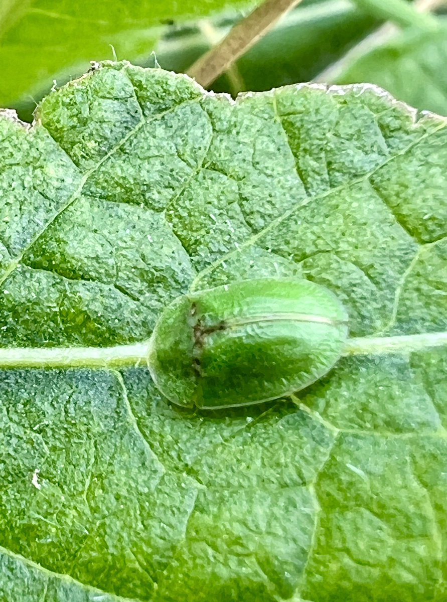 Another Tortoise beetle spotted today - got my eye in now 😬 #beetles #bugs #WildWebsWednesday