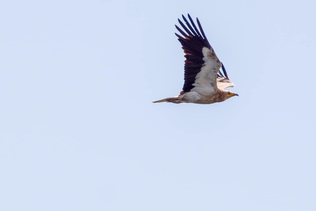 Egyptian vulture 📷 By Robert Mor #Gibraltar #BirdsSeenIn2024 @gonhsgib @BirdingRasta @_BTO @GibraltarBirds @Natures_Voice @Britnatureguide @BirdGuides @BirdLifeEurope @GibReserve