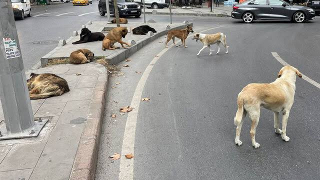 2009-2011 yıllarında
Hollanda'da iki sene yaşadım.

Sokaklarda hiç başıboş köpek görmedim.

@RTErdogan
@TBMMresmi
@TC_icisleri
@AliYerlikaya
#KöpekTerörü
@KopekSorunu
#Kuduz