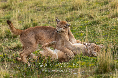 #WildlifeWednesday Talk to the paw! 

Two puma siblings tussle in Patagonia.

Canon EOS 5D Mark IV, EF100-400mm f/4.5-5.6L IS II USM lens +1.4x III, f/8 for 1/1000 second, ISO 1000

#ExploreCreateInspire #CanonLegend #WorldLaughterDay #wildlifephotography #potd #teamcanon