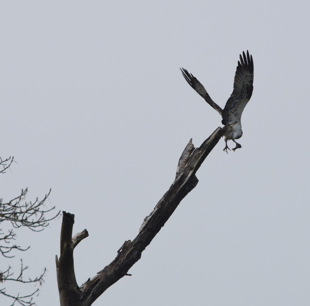 Meanwhile above Balerno very exciting sighting of a Osprey!! We are so grateful for people sharing their encounters with us. It helps us build a picture of how healthy the river is