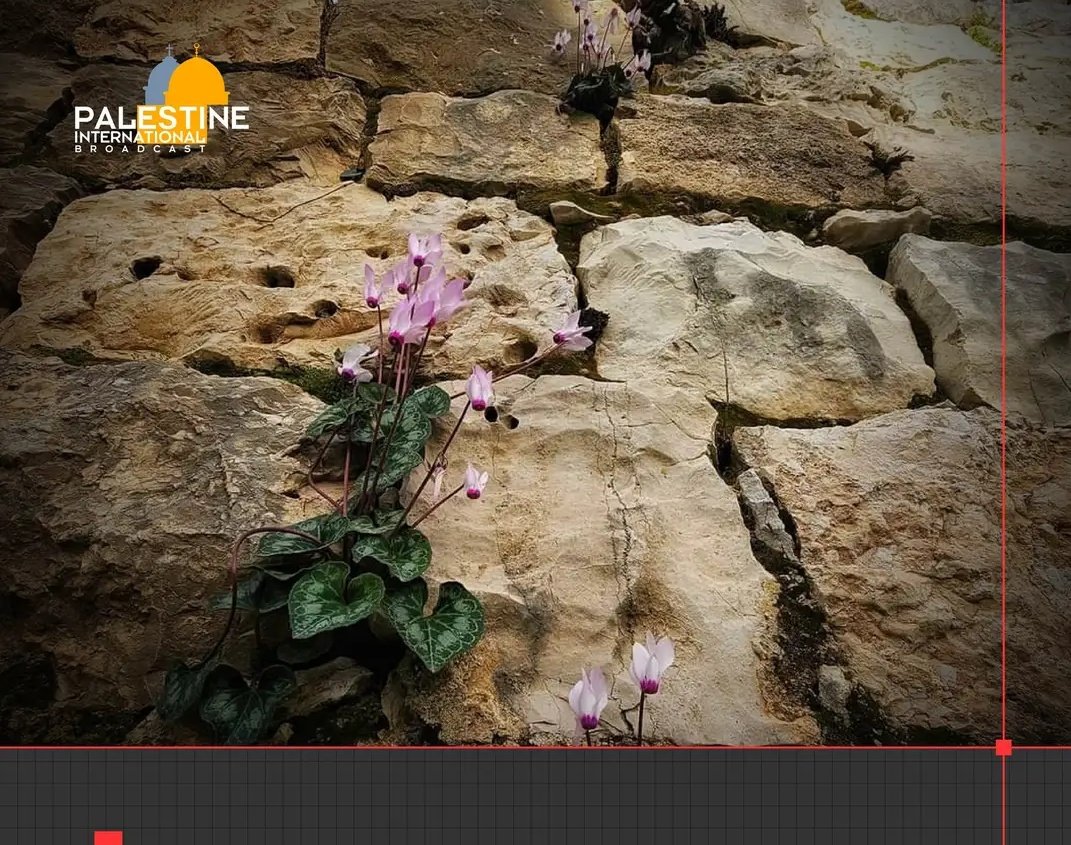 Palestinian flower grows between the rocks. They symbolize a glimmer of hope despite the hardness of life under israHelli occupation ♥️🇵🇸

#Gaza #GazaSolidarityEncampment #Gaza_in_Genocide #GazaUnderAtack