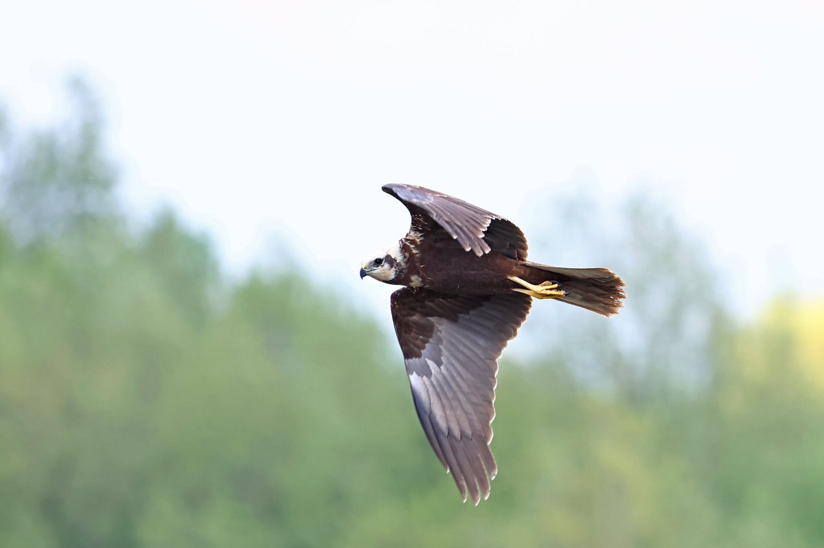 Great view of Marsh Harrier flying past the hide at #Woolstoneyes today