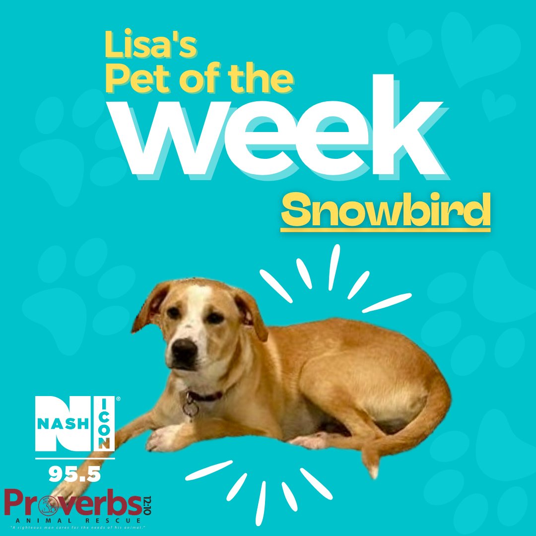 Lisa's Pet of the Week is Snowbird! Visit @proverbs1210animalrescue to adopt Snowbird! 🐾⁣⁣⁣
⁣⁣⁣
#PetOfTheWeek @lisamanningvo