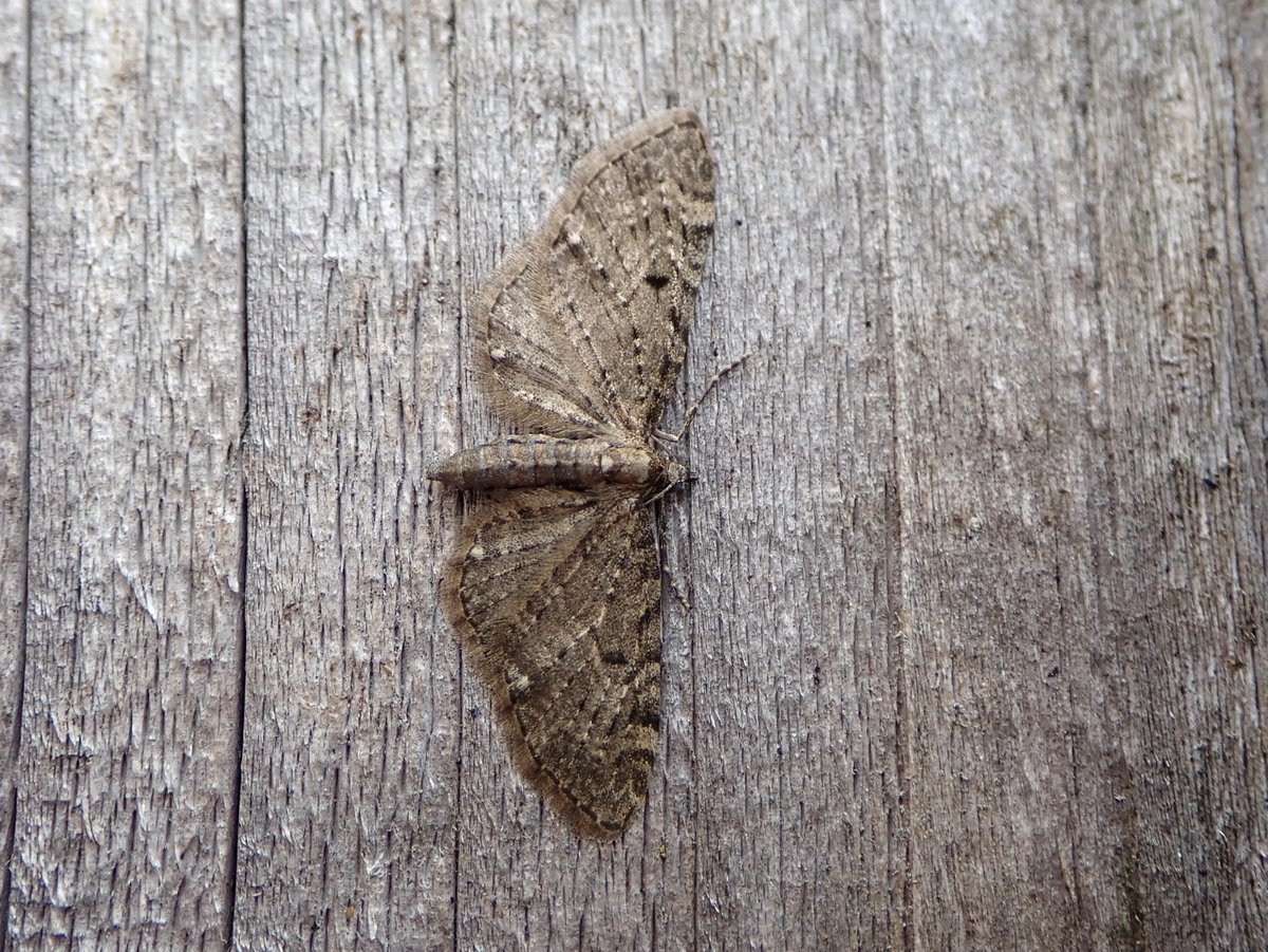 I like pug moths (and I cannot lie). This Golden-rod Pug emerged today, the 3rd adult from pupae kept in the shed over winter. Originally found as a caterpillar on Goldenrod on a local site in Glamorgan back in September 2023. #MothsMatter