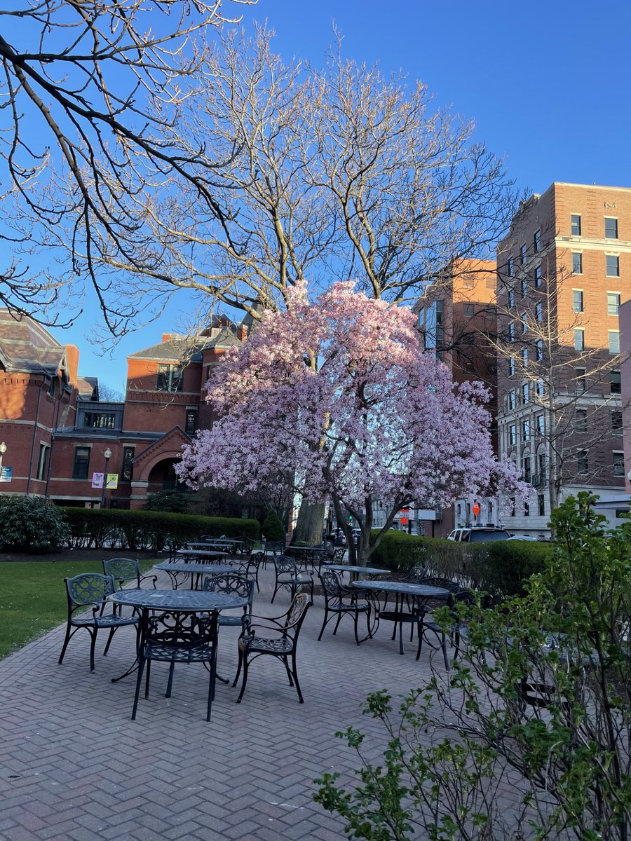 Spring has arrived in Boston! @The_BMC @BUMedicine