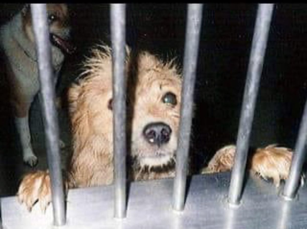 Barınak(!) Mahkûmlarının suçsuz olduğu bir hapishane çeşididir√ Bu hapishanelerde; ihanet-e uğramış, vefasızlığa maruz kalmış, hainlik ve iftiraya uğramış mahkumlar yatar√ Sayenizde efenm√ #SokakHayvanlarıSahipsizDeğil #Hayvanlaradokunmayın
