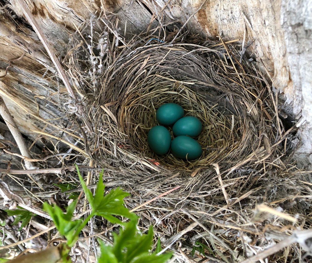Tweet media one