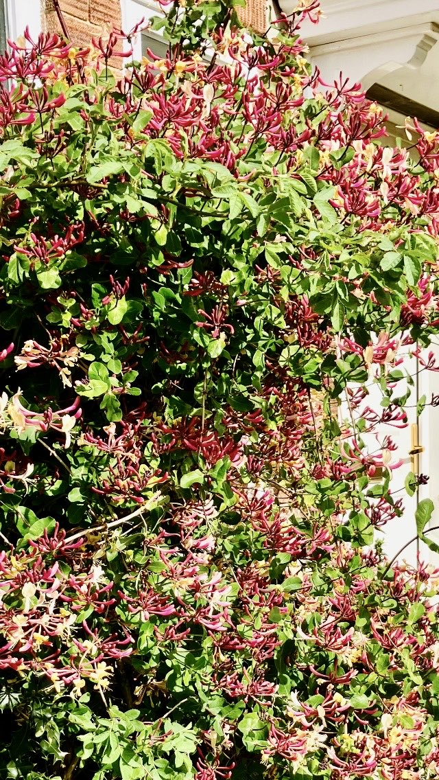 Thought I’d show off the gorgeous honeysuckle by the front door ..
Its fragrance is glorious and it’s starting to buzz with early bees ..
A perfect spring day here in Suffolk…