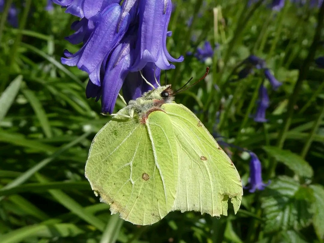 At long last I managed to snap a shot of a Brimstone at work. Only taken 15yrs 😂 see them most years whizzing along the paths in the wood but they never settle. @Tomonabike46 @EcoRecording @BC_WestMids @DudleyNature