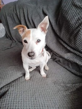 #SANDY missing #Plashyfryd_Crescent #HOLYHEAD #ANGLESEY LL65 area since 30/04/2024, Sandy is a Female Jack Russell Terrier #chipped #Spayed Light brown patch on 1 eye (Right) doglost.co.uk/dog-blog.php?d… @rosiedoc666 @MissingPetsGB @bs2510 @YnysMonFootball @AngleseyScMedia