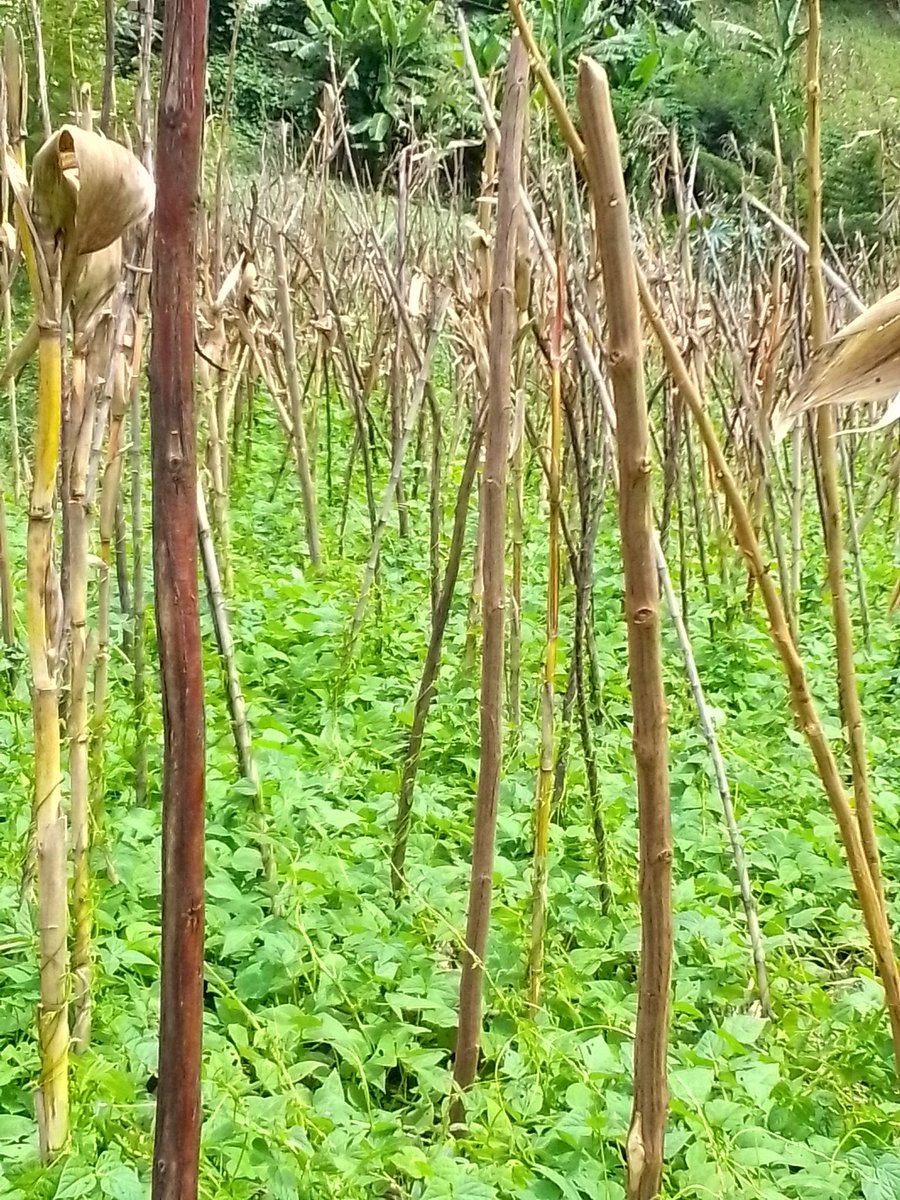 Unlock the power of agroforestry with Caliandra trees! 🌳 Not just erosion control, but also quality bean stakes for farmers. Even if you're not a bean producer, sell them for an economic boost. #Agroforestry #Caliandra