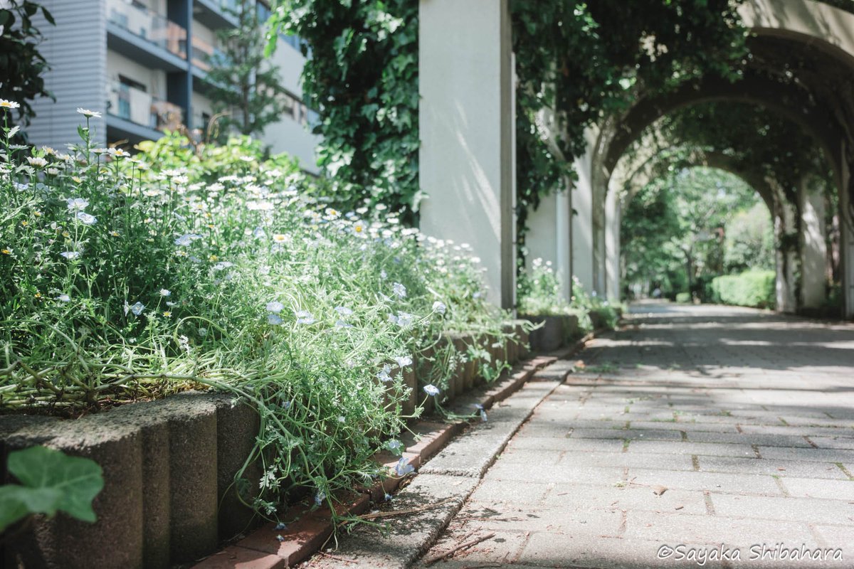 5月が来ていたんだね。

#Ephemera_syk  #PhotoOfTheDay #photodiary #coregraphy #キリトリセカイ