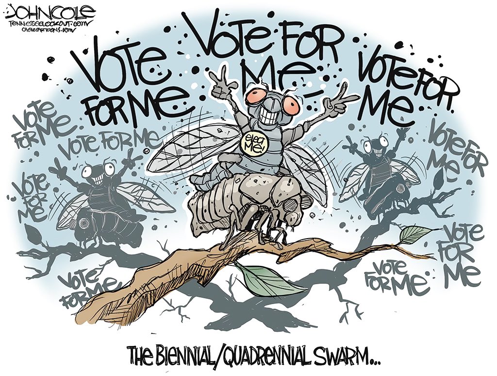 From @ColeToon's Tennessee: It’s once again time for the periodic emergence of noisy pests–political candidates.