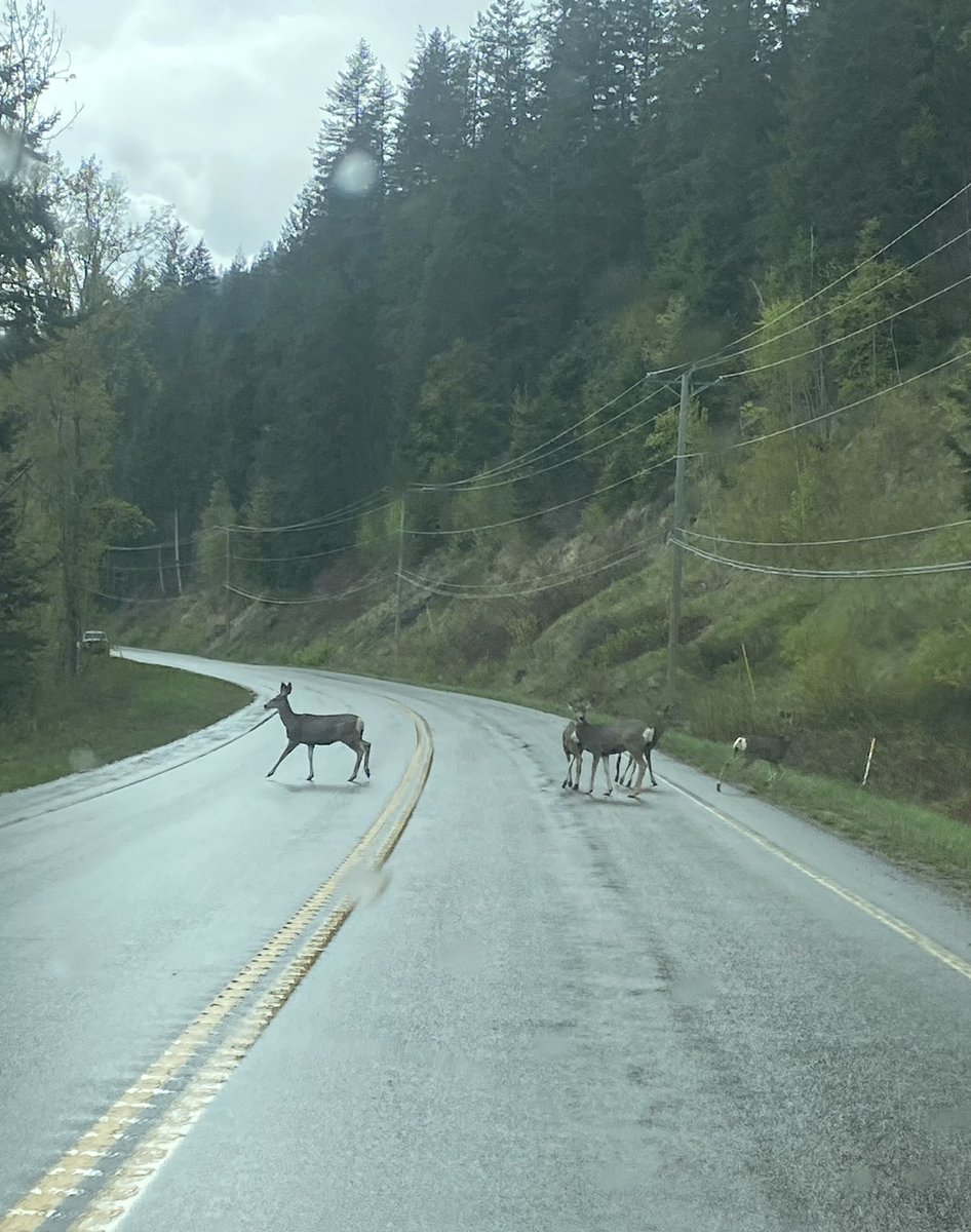 Spring is mostly here. Remember to watch for #wildlife on the roads. 
#kootenays 
#wildlifewednesdays