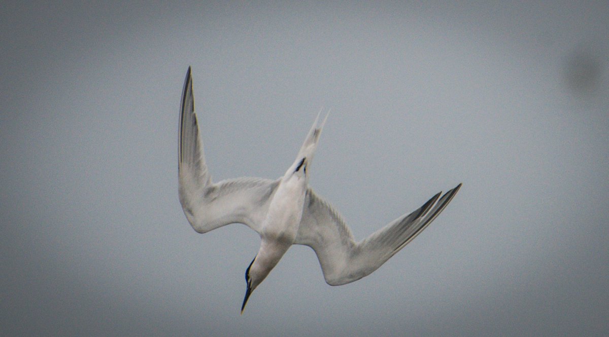 #172 Sandwich Tern, numbers building now 👍 #tweentynentees