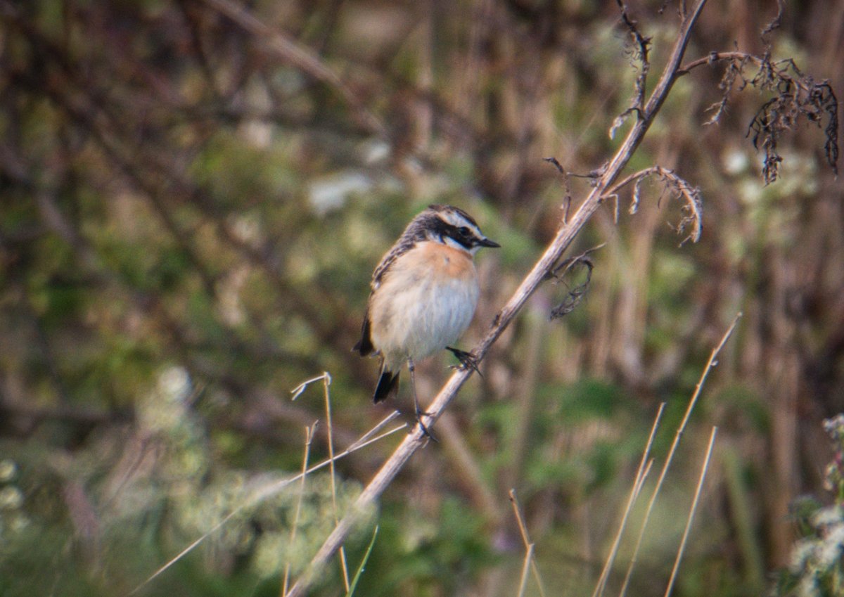 #171 Whinchat, Trow Quarry this morning 1st pics were poor due to light but it was still there later with better light😊 had another one at the pier briefly but didn't manage a pic🤷‍♂️#tweentynentees