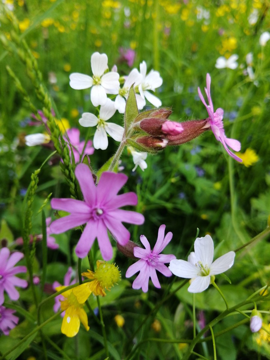 Welcome May! youtube.com/@victoriaart99 T.me/cutecatsanddog Instagram.com/photosnature_v… #1Mai #MayDay2024 #May2024 #Flowers #FLOWER #FlowerHunting #naturelovers #FlowersOfTwitter #photo #FlowersOnFriday #beauty #TwitterNatureCommunity #VictoriaDay #artwork #ArtistOnTwitter #artist