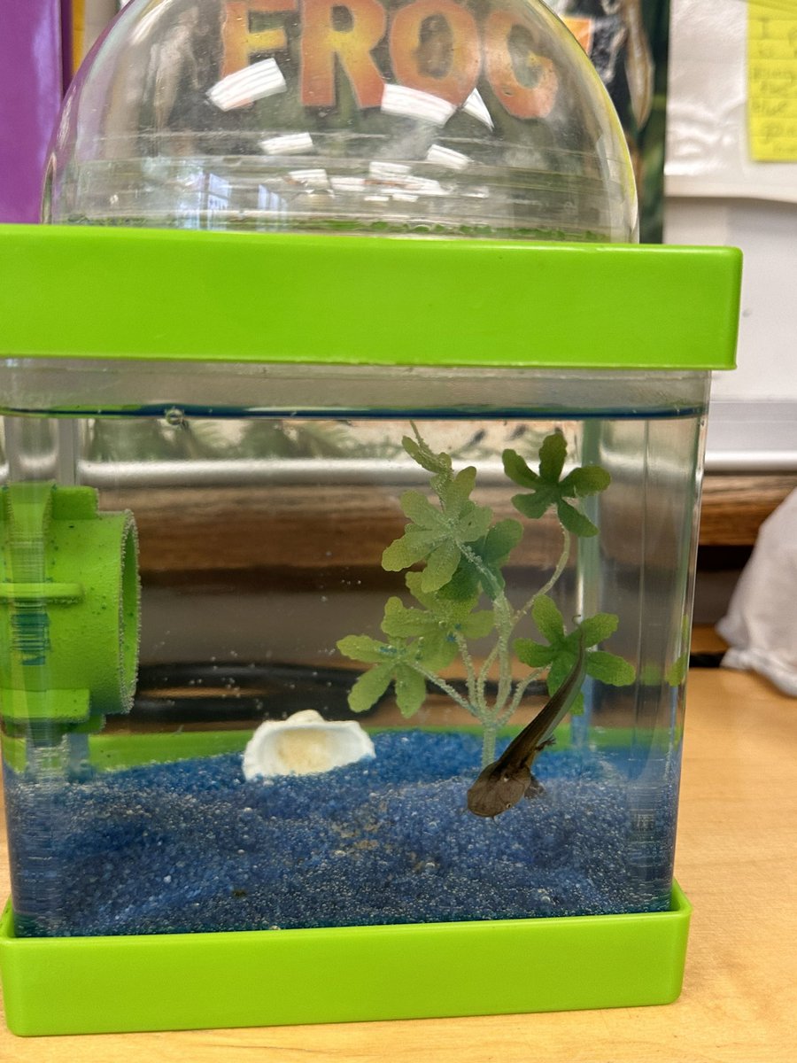 Life science at its best! Students welcomed tadpoles to third grade this week. Looking forward to this unit! @WPSWashington @wyckoffschools